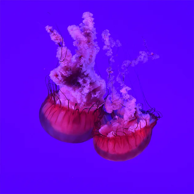 旺财28